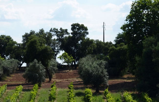 Quinta dos Ribeiros - Photo 57