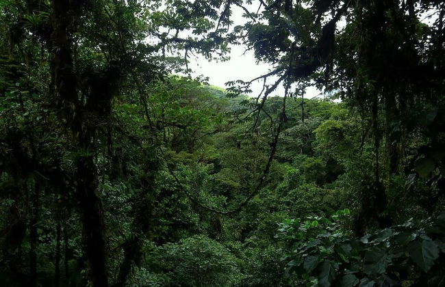 Villa Aloha - Foto 6