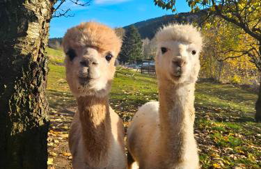 Auszeit zwischen Fellnasen - Foto 37