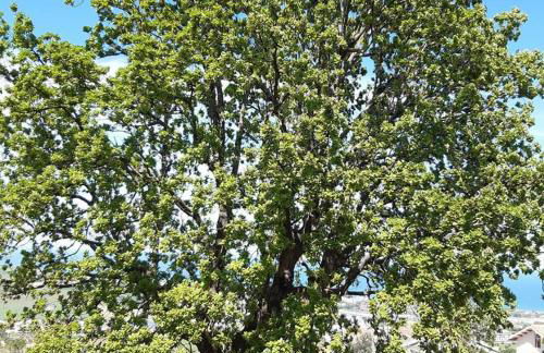 La Quercia Suites - La Torretta - Foto 37