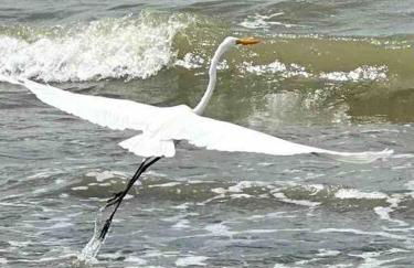 Casa à beira mar com piscina em Itamaracá - Foto 58
