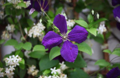 Antica Corte Milanese - Foto 45