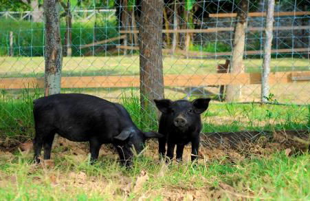 Agriturismo L'Arca di Anna Brambilla - Foto 52