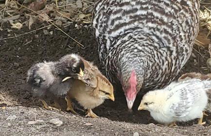 Magical Tree House Rental Nestled in the Woods on Farm Retreat near St. Louis, Missouri - Foto 18