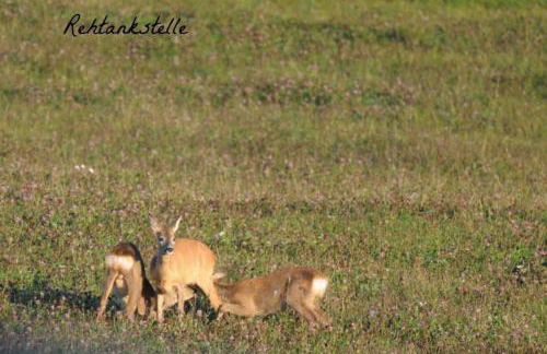 Ferienwohnungen "Christelhof" - Foto 14