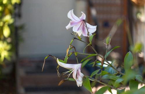 SQ Ramblin Rose 3 - Foto 22