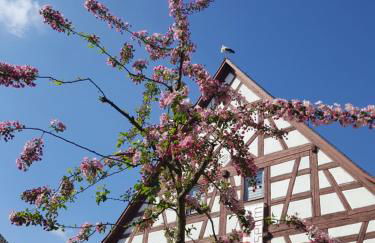 Appartement am Stadtmuseum - ruhig und zentral gelegen - Foto 1