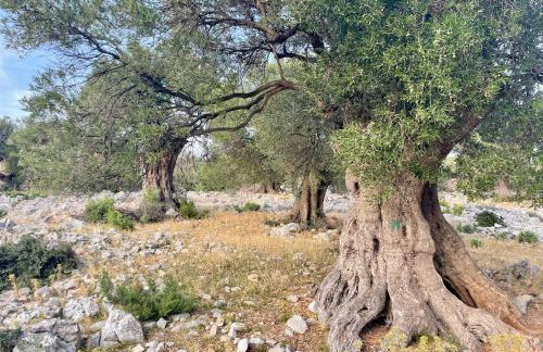 Villa Riba - Photo 14