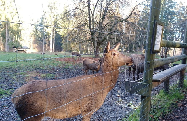 Schones Ferienhaus mit Grossem Garten bei Stadlern - Foto 24
