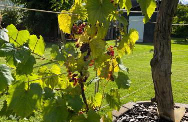 CASALINO DI ANNA 2 - Foto 16