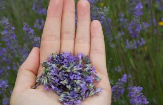 Chiesa Ignano 1778 - Photo 77