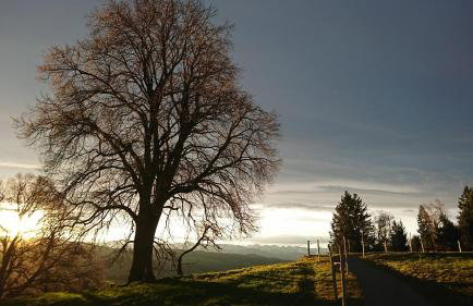 Alpentraum - Foto 24