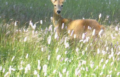 Ferienapartments Försterei Eibenstock - Foto 42