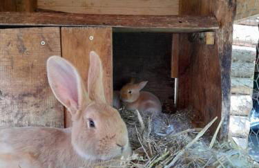 Ferienwohnung Linke "Grünblick" - Foto 13