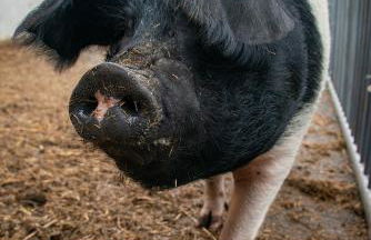 Gut Tausendbachl - Foto 10