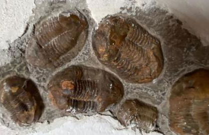 La Cannicciaia - Foto 6