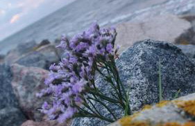 HaRe Ferienwohnungen - Foto 33