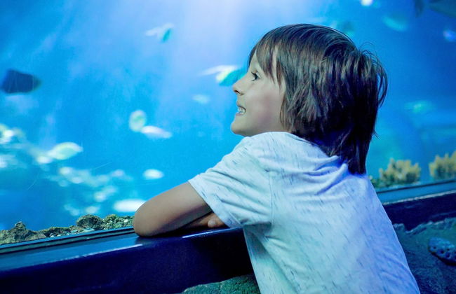 Entrada al Acuario Inbursa + Transporte - Foto 8