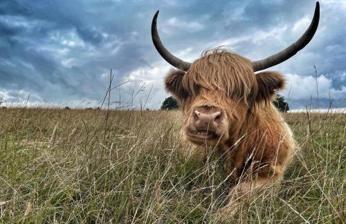 Cupcake Cottage: Quintessential Cotswold Cottage - Foto 21