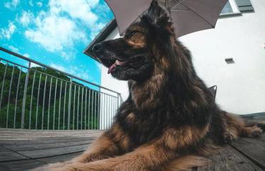 Freistehendes Ferienhaus mit Kamin, Sauna, atemberaubenden Blick ins Tal, mehrere Terrassen, 1500qm Grundstück 1,6m hoch eingezäunt - Foto 37