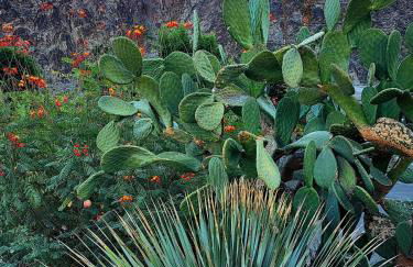 Peaceful Desert Retreat Mountain View Studio Condo Indian Wells - Foto 30