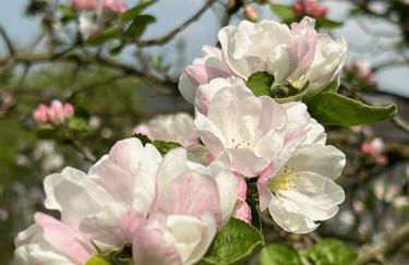 Vorwerk Biensdorf - Foto 15