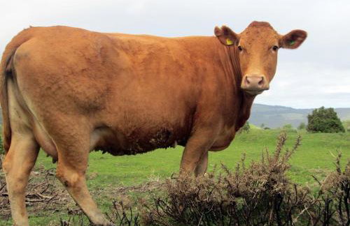 The Stone Barn Cottage - Photo 21