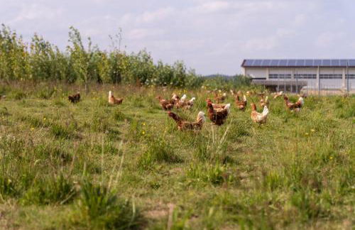 Ferienwohnung Balkon - Photo 16