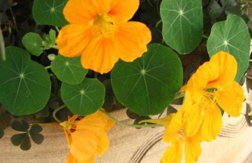 Emerald Hotel - Foto 33