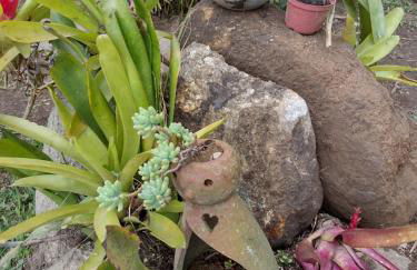 Chale Disco de Arado - Photo 22