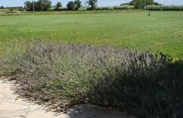 Mas Saint Jean - Foto 34