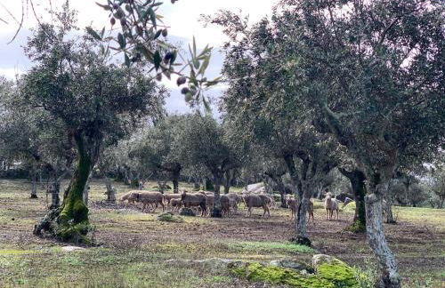 Casa 1-Quinta dos Penedos - Foto 50