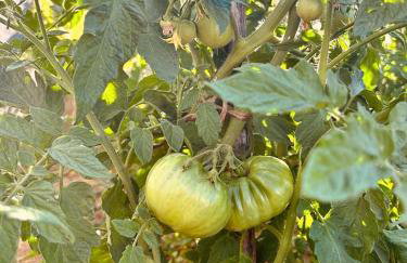 Holiday home Sika with heated pool near Split - Foto 37