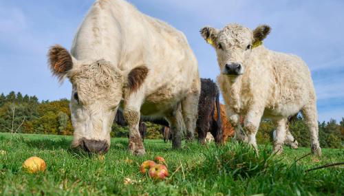 Ferienwohnung Heuboden - Foto 4