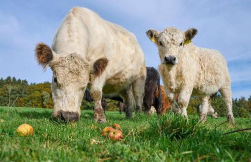 Ferienwohnung Heuboden - Foto 4