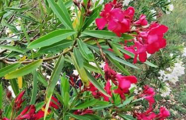 Grecos apartment - Foto 37