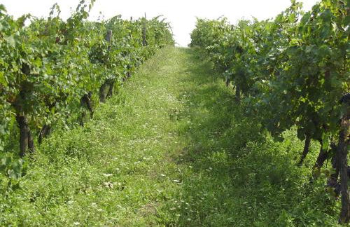 Agriturismo La Querce - Foto 58