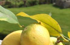 Il giardino sull'isola - Appartamento - Bergeggi - Foto 11