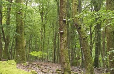 Premium Vulkaneifel Chalet - Foto 27