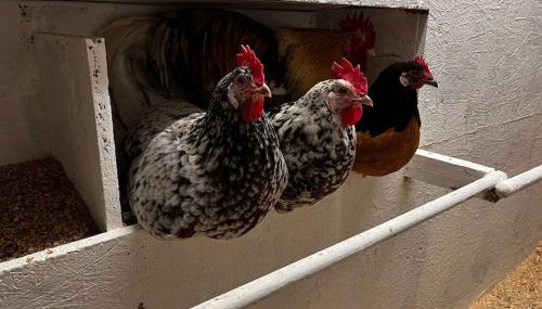 Ferienwohnung auf dem Bauernhof - Hermanns Lodge - Foto 4