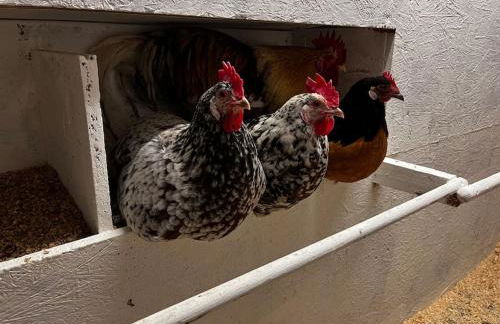 Ferienwohnung auf dem Bauernhof - Hermanns Lodge - Foto 4