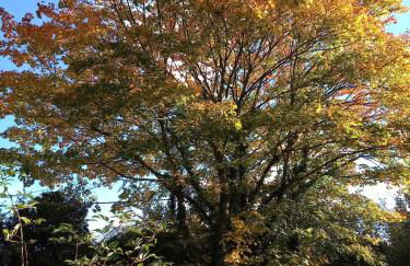 Cosy Stone Cottage, The Bungalow Perrotts Brook - Foto 33