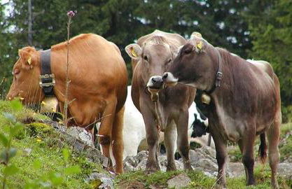 Haus Bergblick - Foto 20