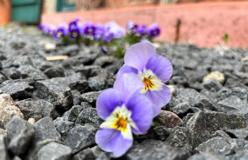 Ferienwohnungen Dargatz - Foto 44