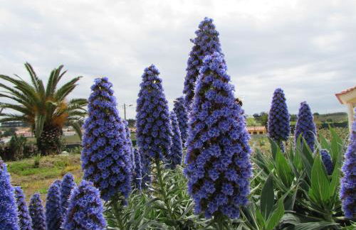 Quinta Sobral Prestige - Little Rustic - Photo 23