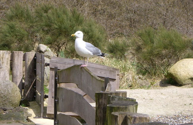 Traditional Apartment near Sea in Kühlungsborn - Foto 35