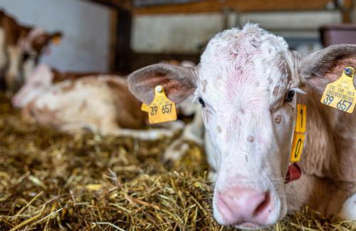 Schwalbenhof Dreßler und Duss für 4 Personen - Photo 14