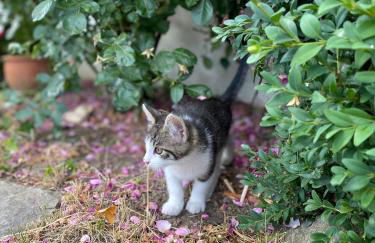 Hanauerhof - Foto 20