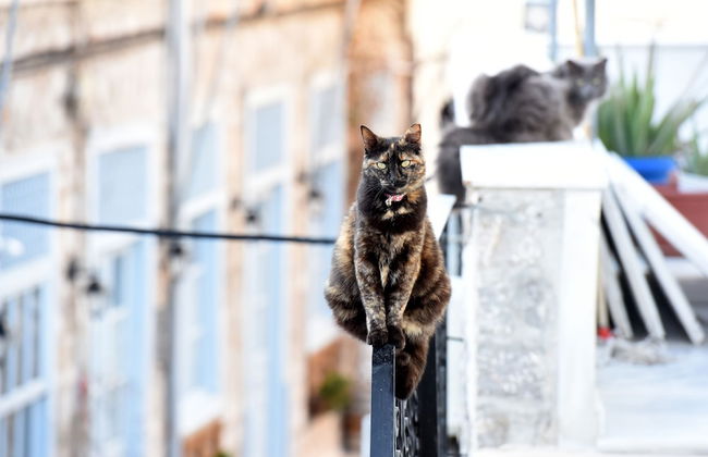 Hydra's Pearl - Foto 47