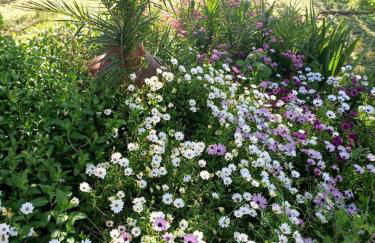 Anna Daniil Oasis Studios Skala Kallonis - Foto 47